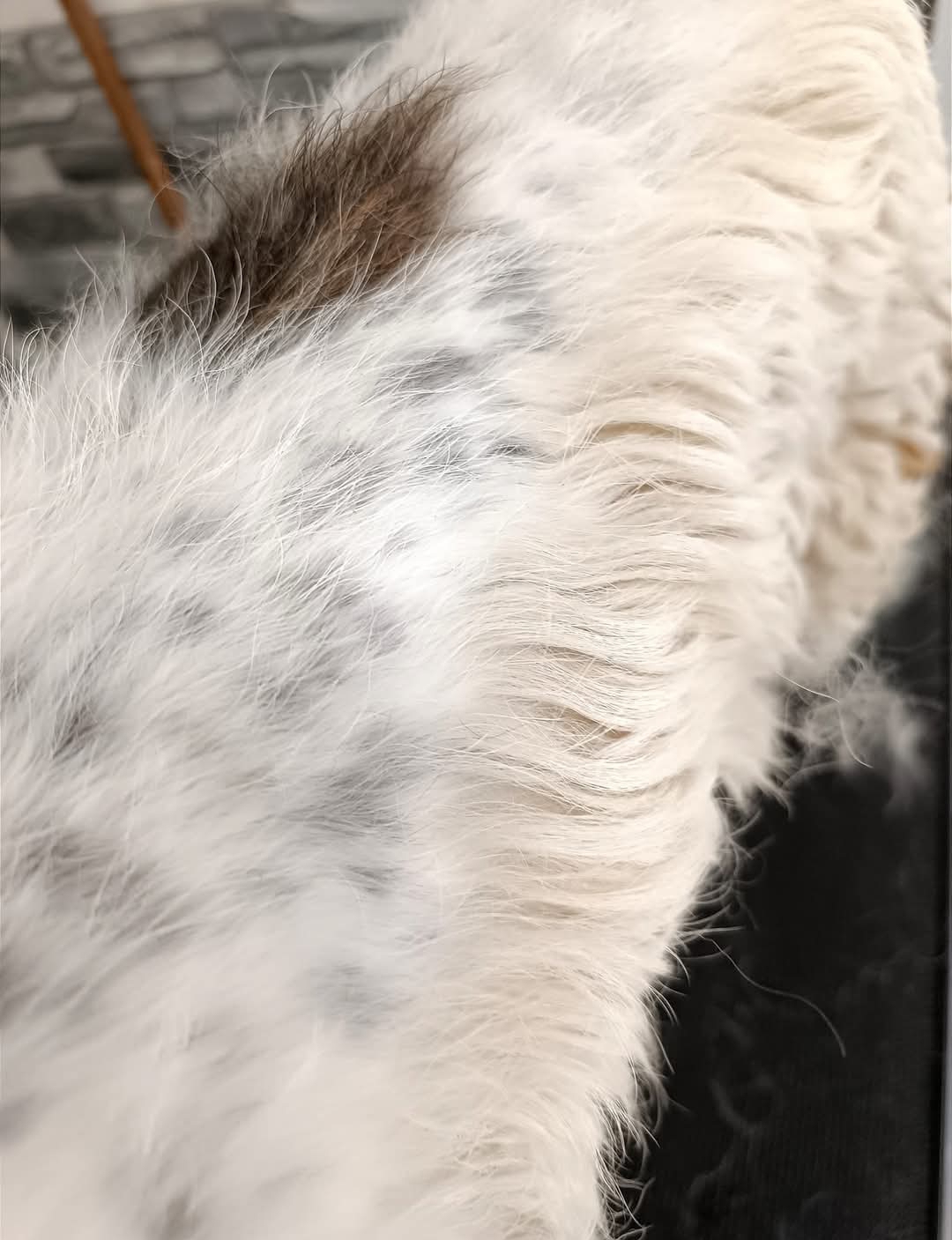 1000141259